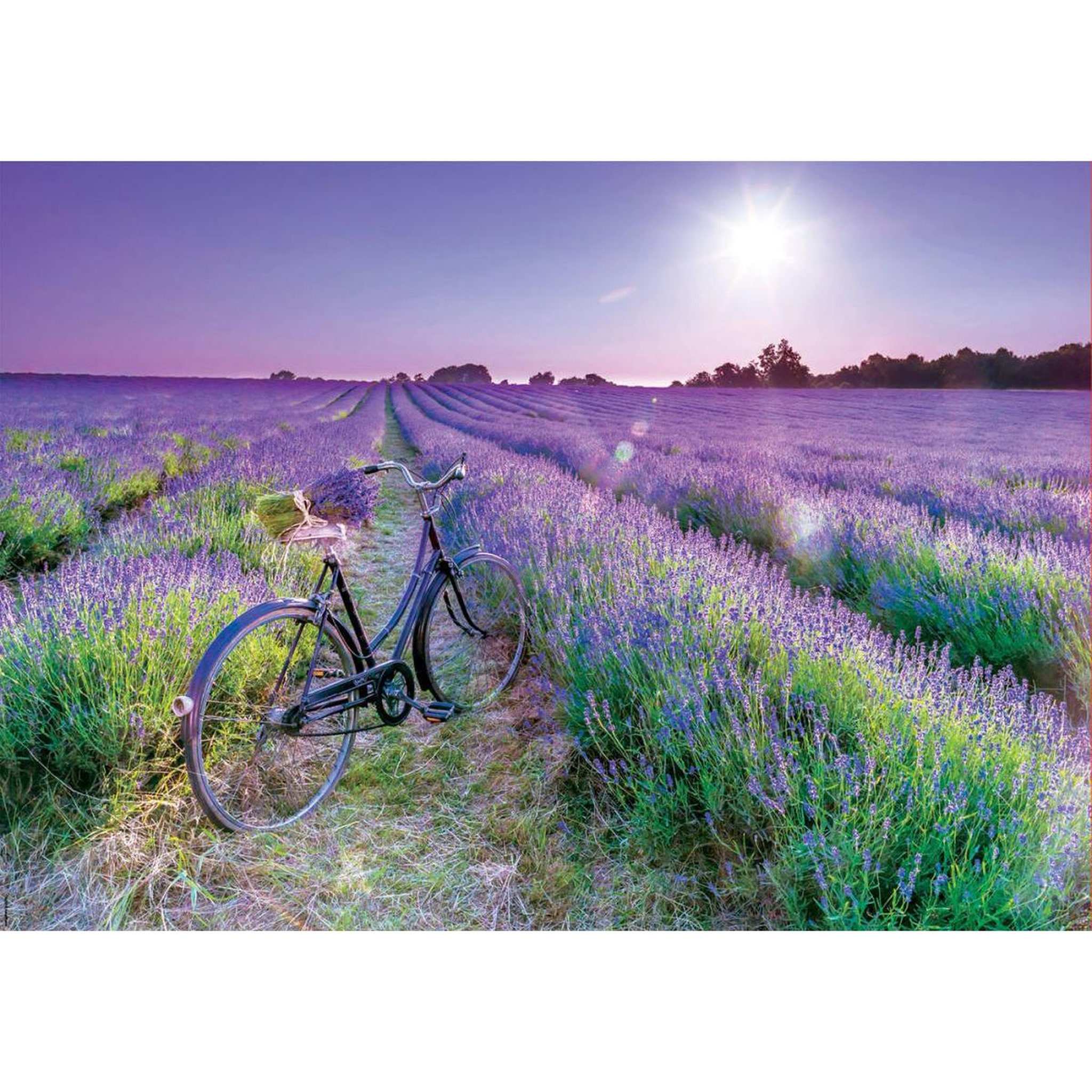 Voir la diapositive 2 : EDUCA Puzzle 1000 pcs Velo dans un champ de lavande