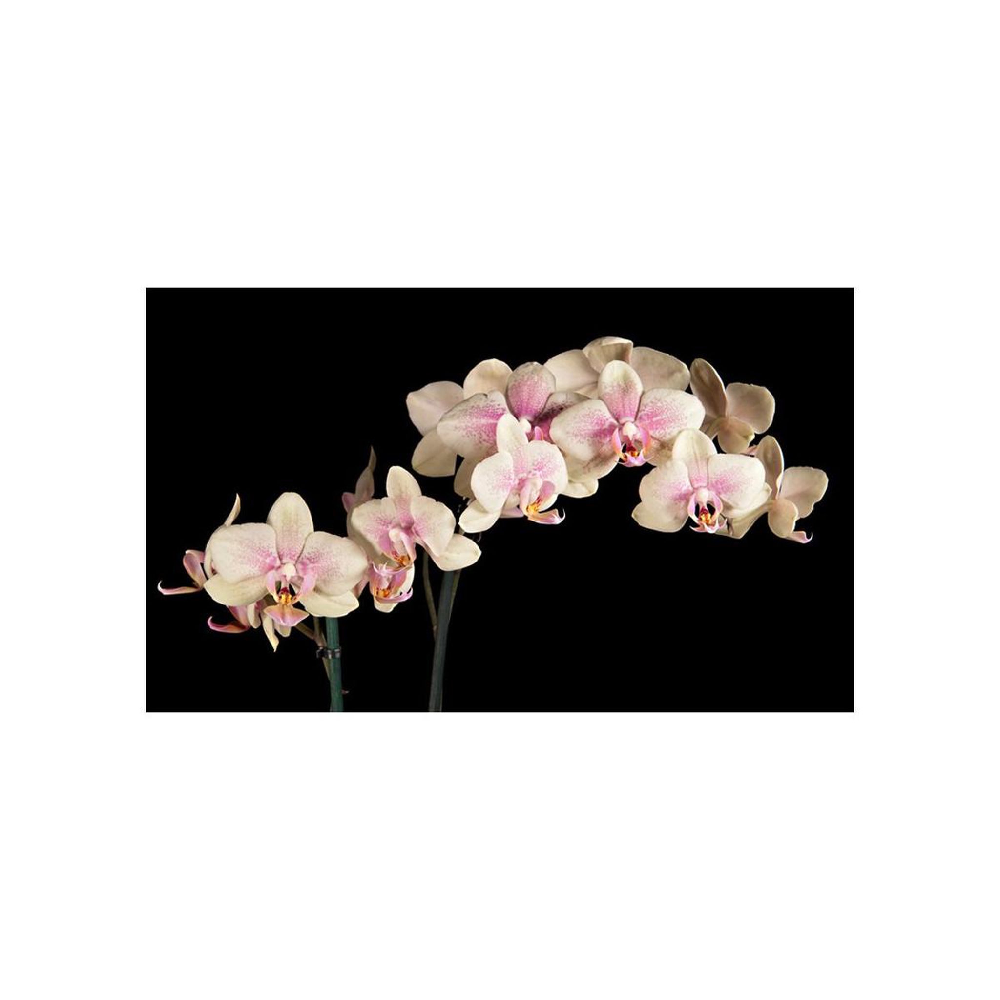 Voir la diapositive 2 : Paris Prix Papier peint  orchidée en fleurs ii  450x270cm