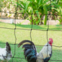 Voir la diapositive 5 : ID MARKET Kit clôture filet à poules 12 M avec porte 6 piquets double pointe