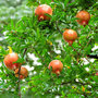Voir la diapositive 4 : PLANT IN A BOX Grenadier - Set de 6 - Punica granatum - Hauteur 25-40cm - ⌀9cm