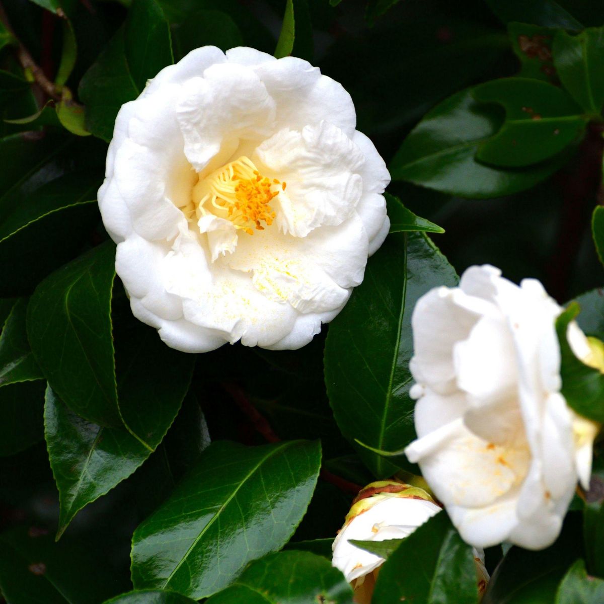 PLANT IN A BOX Camélia - Set de 2 - Camellia japonica 'Brush Field' - Hauteur 50-60cm - ⌀15cm