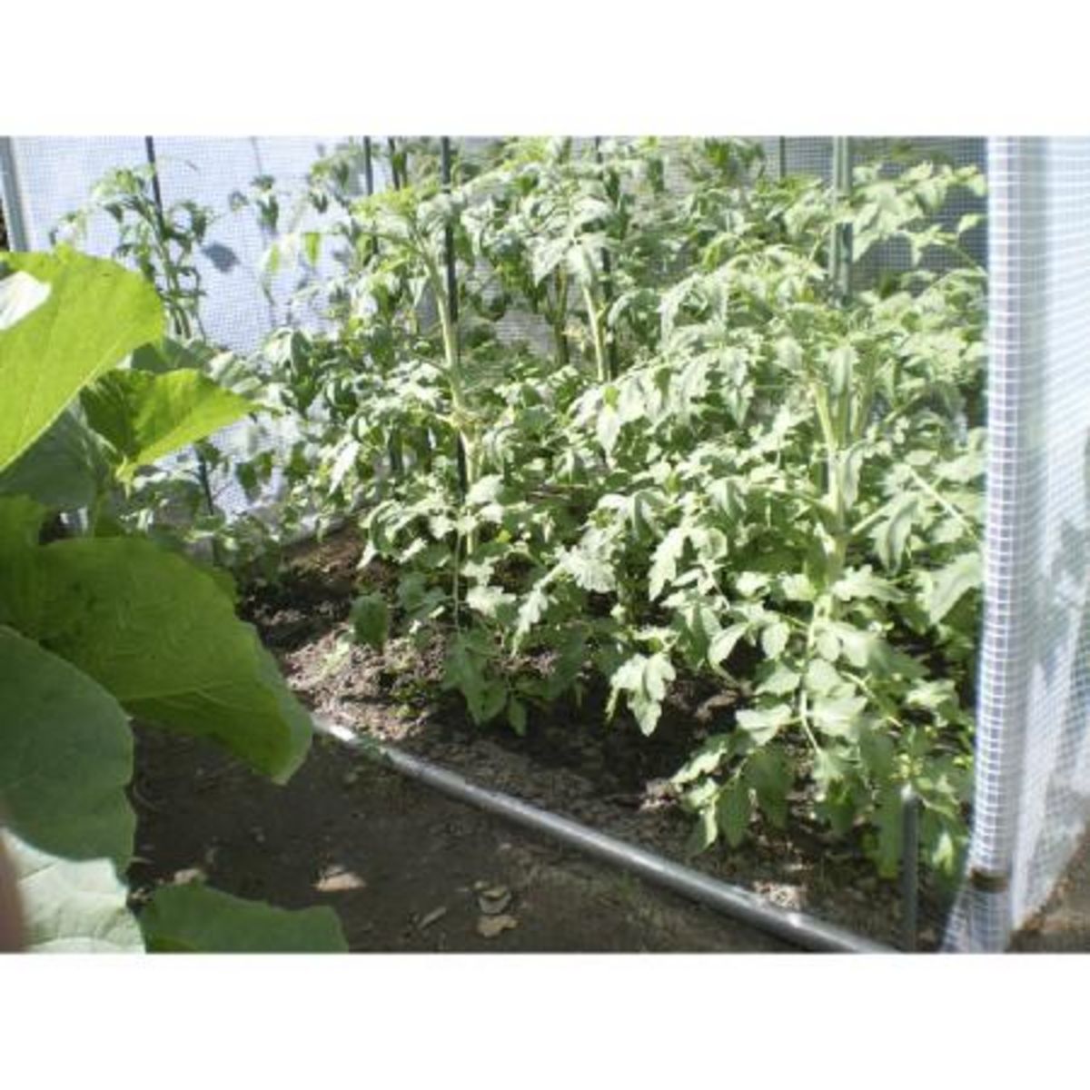 Serre Tomates 1,7m2