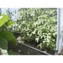 Voir la diapositive 2 : Serre Tomates 1,7m2