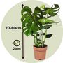 Voir la diapositive 2 : PLANT IN A BOX Plante à trous - Monstera deliciosa - Hauteur 70-80cm - ⌀21cm