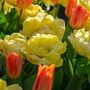 Voir la diapositive 4 : PLANT IN A BOX Tulipe - Set de 21 - Tulipa 'Avant Garde' - Bulbes à fleurs - Jaune