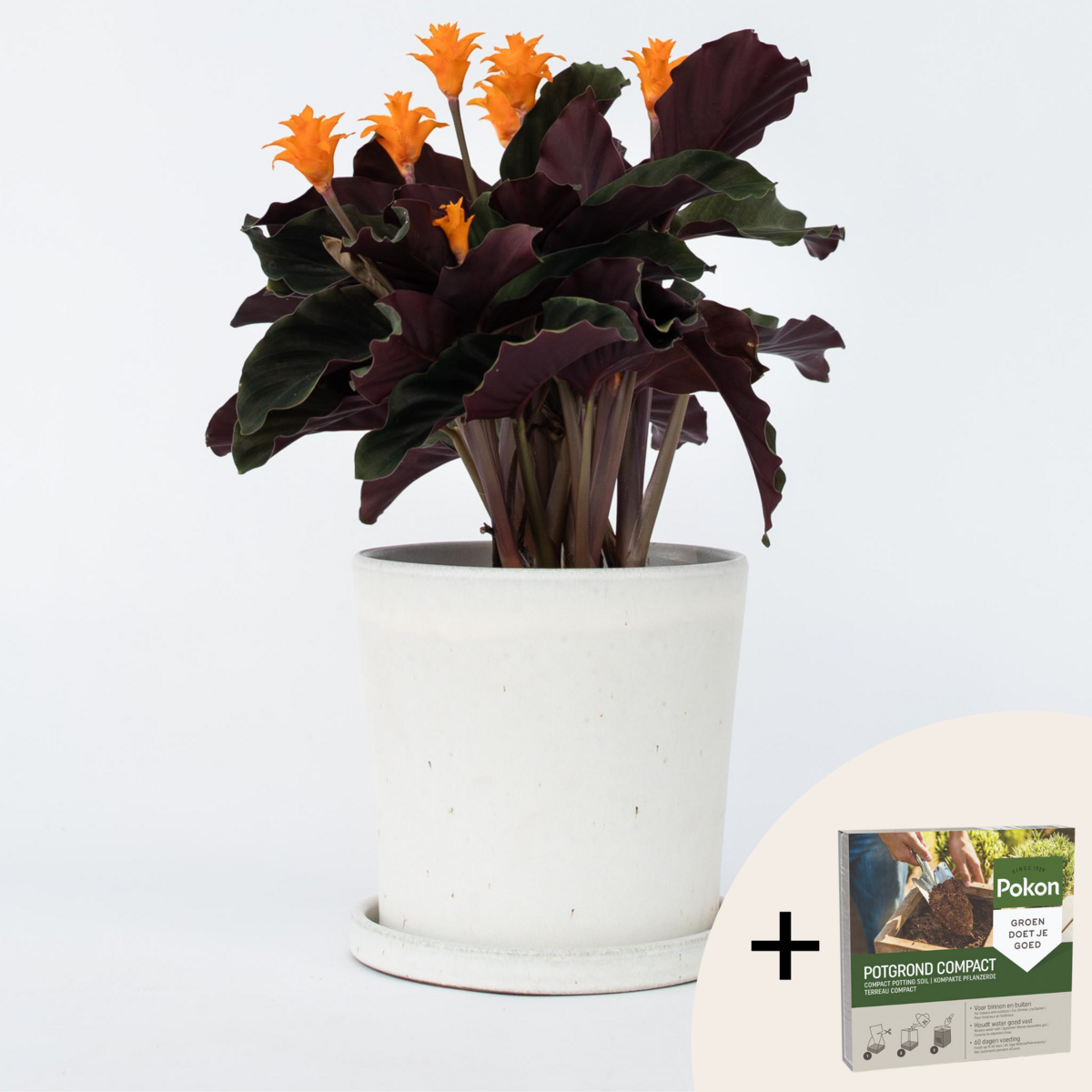 PLANT IN A BOX Calathée - Calathea crocata 'Tassmania' - Hauteur 40-50cm - ⌀14cm