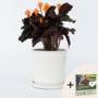 Voir la diapositive 5 : PLANT IN A BOX Calathée - Calathea crocata 'Tassmania' - Hauteur 40-50cm - ⌀14cm