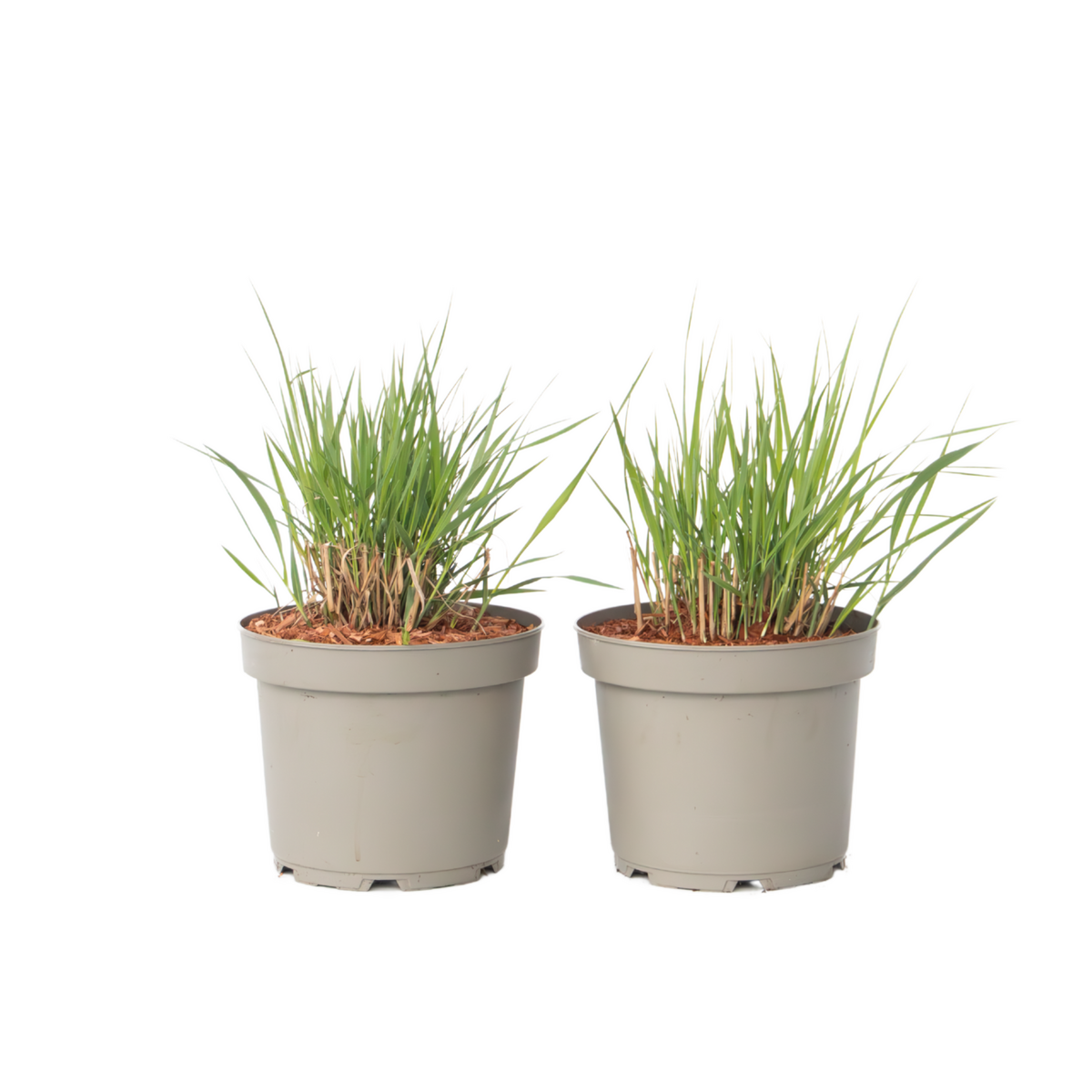PLANT IN A BOX Panic érigé - Set de 2 - Panicum virgatum 'Heavy Metal' - H40-60cm - ⌀23cm