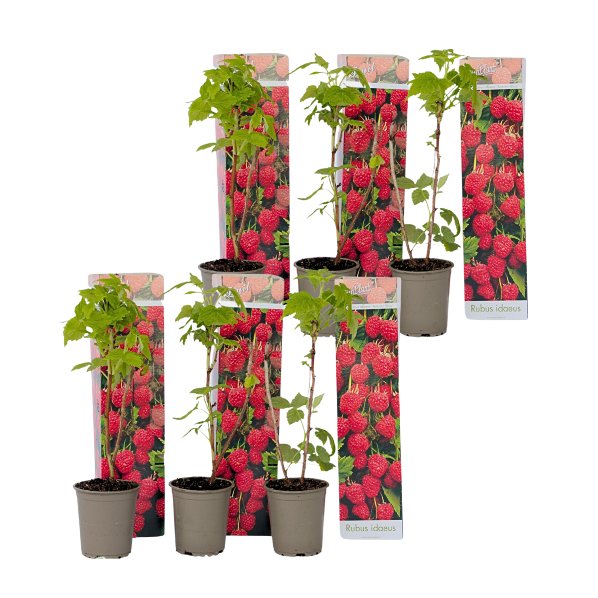 PLANT IN A BOX Framboisier - Set de 6 - Rubus ideaus 'Autumn Bliss' - Hauteur 25-40cm - ⌀9cm