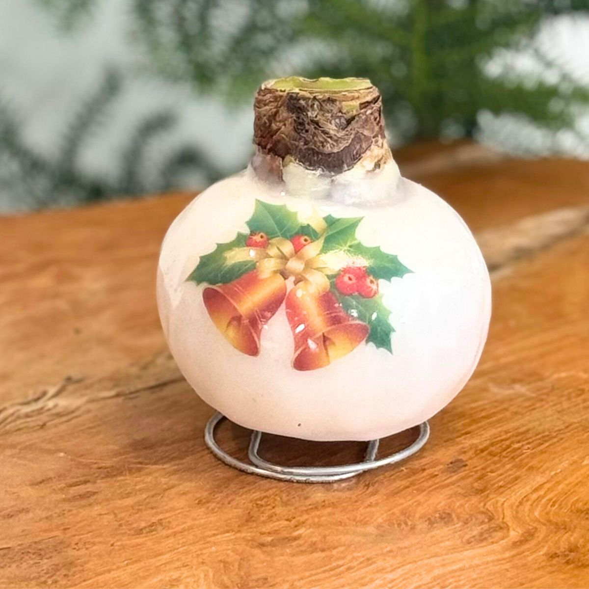 PLANT IN A BOX Amaryllis - Hippeastrum 'Clochettes en Cire de Porcelaine'