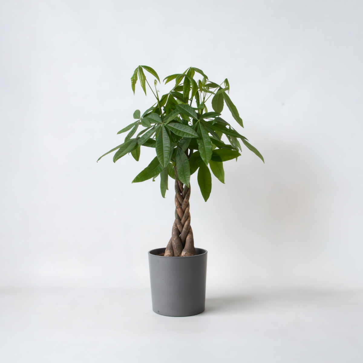 PLANT IN A BOX Arbre à argent - Pachira aquatica - Hauteur 100-120cm - ⌀24cm