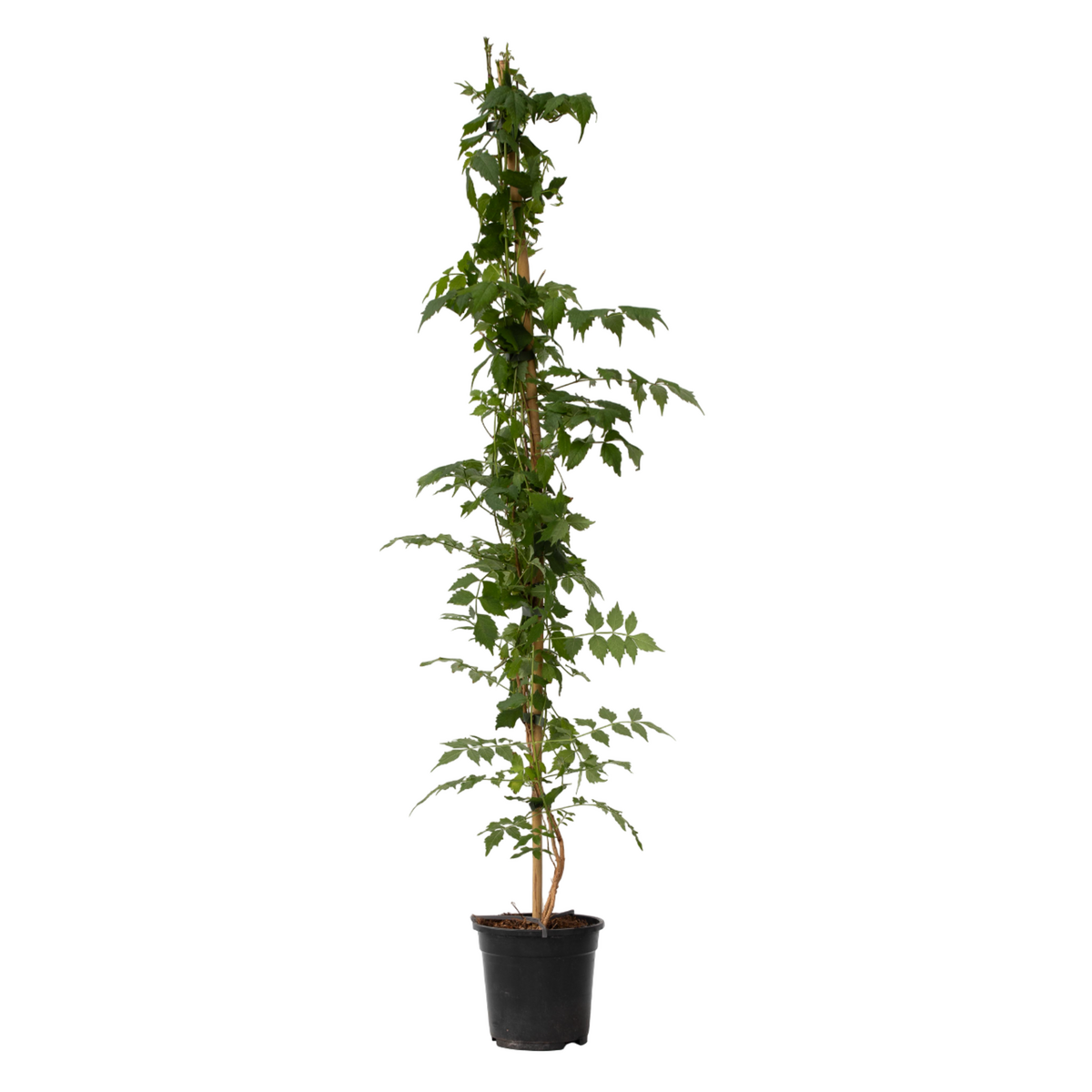 PLANT IN A BOX Bignone à trompettes - Campsis taglibuana 'Mme Galen' - H110-120cm - ⌀17cm