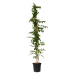 PLANT IN A BOX Bignone à trompettes - Campsis taglibuana 'Mme Galen' - H110-120cm - ⌀17cm