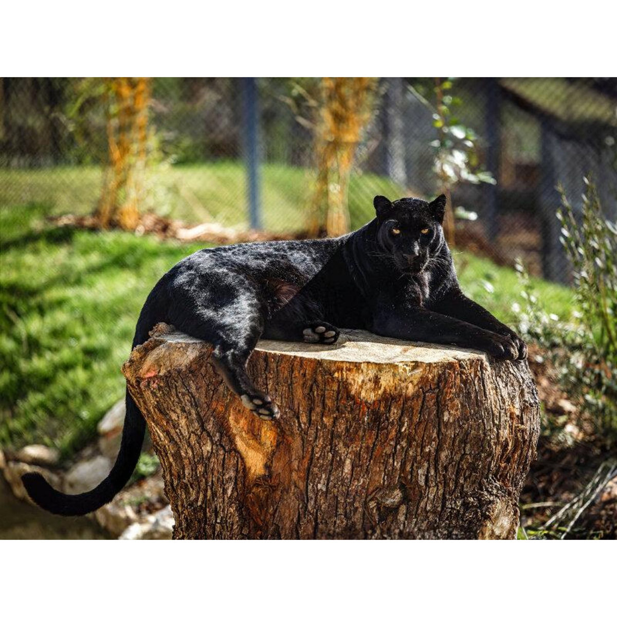 Smartbox Tanière Zoo Refuge : immersion avec les carnivores ou les éléphants pour 1 personne - Coffret Cadeau Multi-thèmes