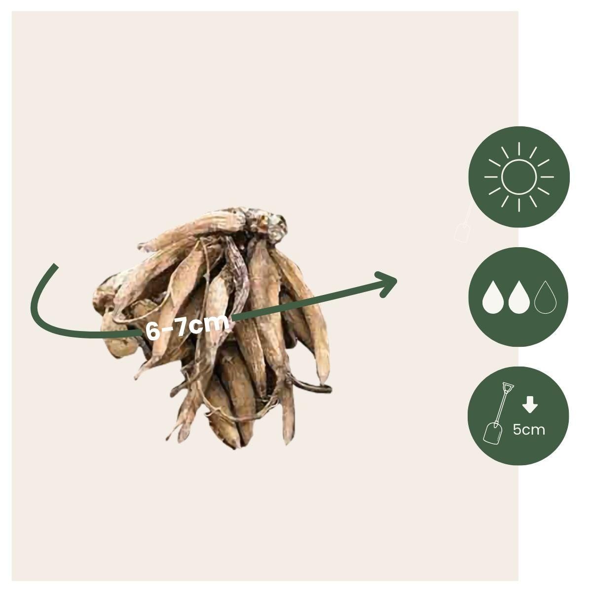 PLANT IN A BOX Renoncule - Set de 40 - Ranunculus - Bulbes à fleurs