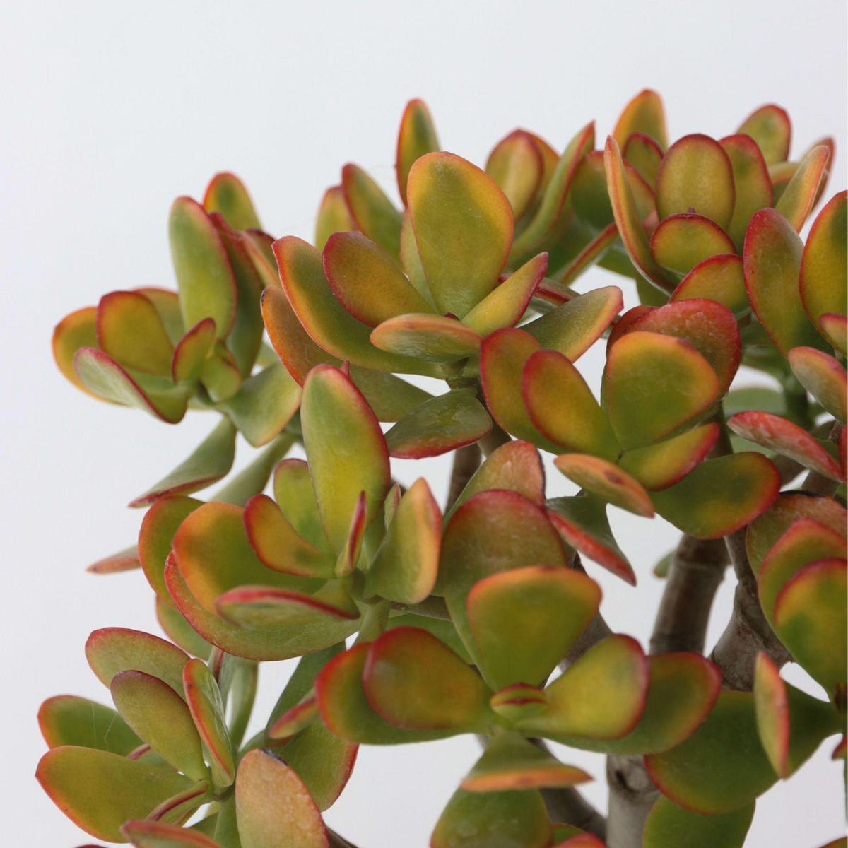 PLANT IN A BOX Arbre de jade - Crassula ovata 'Sunset' - Hauteur 45-50cm - ⌀23cm