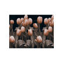 Voir la diapositive 2 : Paris Prix Papier Peint  Ladies Among the Flowers