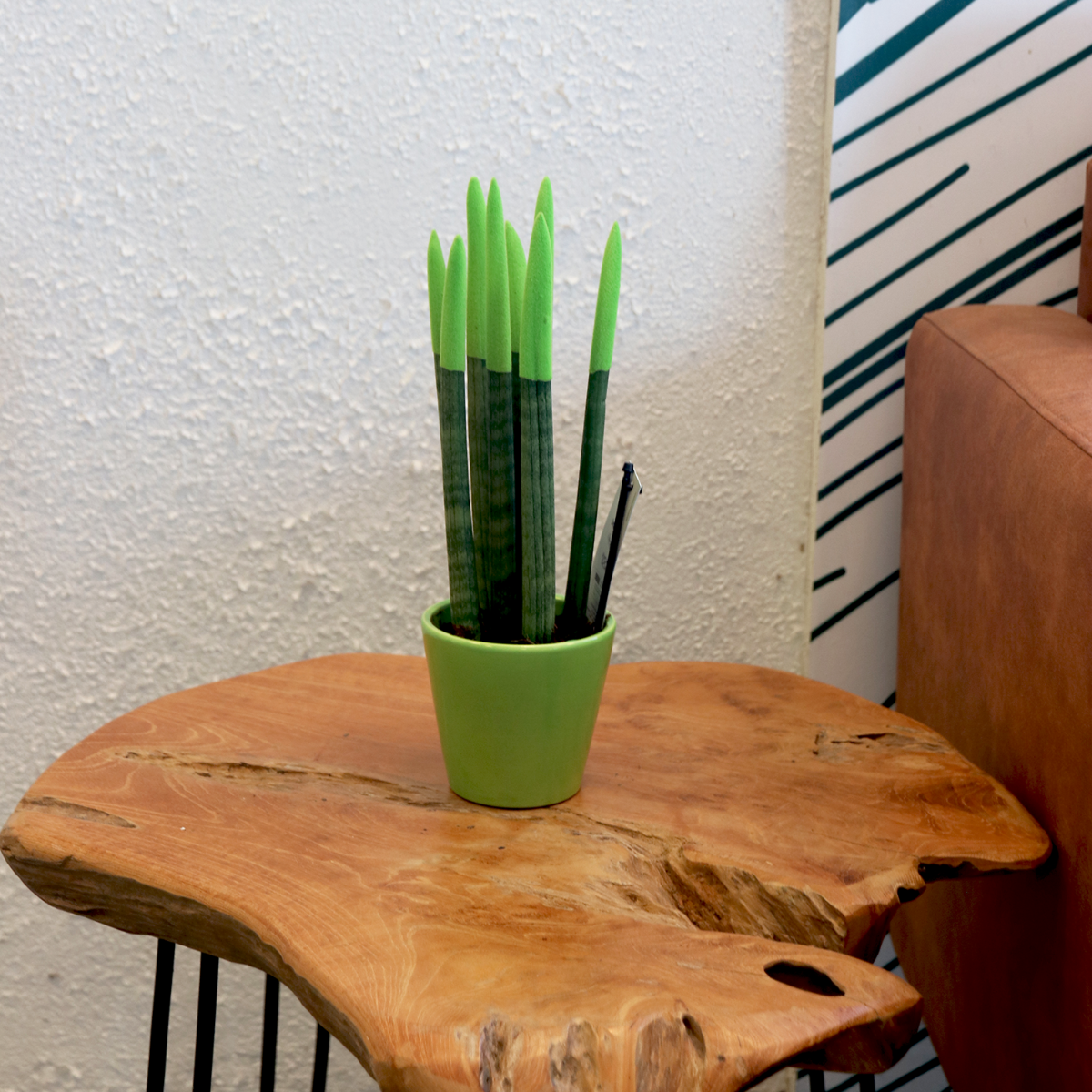 PLANT IN A BOX Sansevieria cylindrique - Hauteur 20-40cm - Pot 9cm