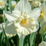 Voir la diapositive 3 : PLANT IN A BOX Narcisse - Set de 30 - Narcissus 'Mount Hood' - Bulbes à fleurs - Blanc