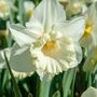 Voir la diapositive 3 : PLANT IN A BOX Narcisse - Set de 30 - Narcissus 'Mount Hood' - Bulbes à fleurs - Blanc