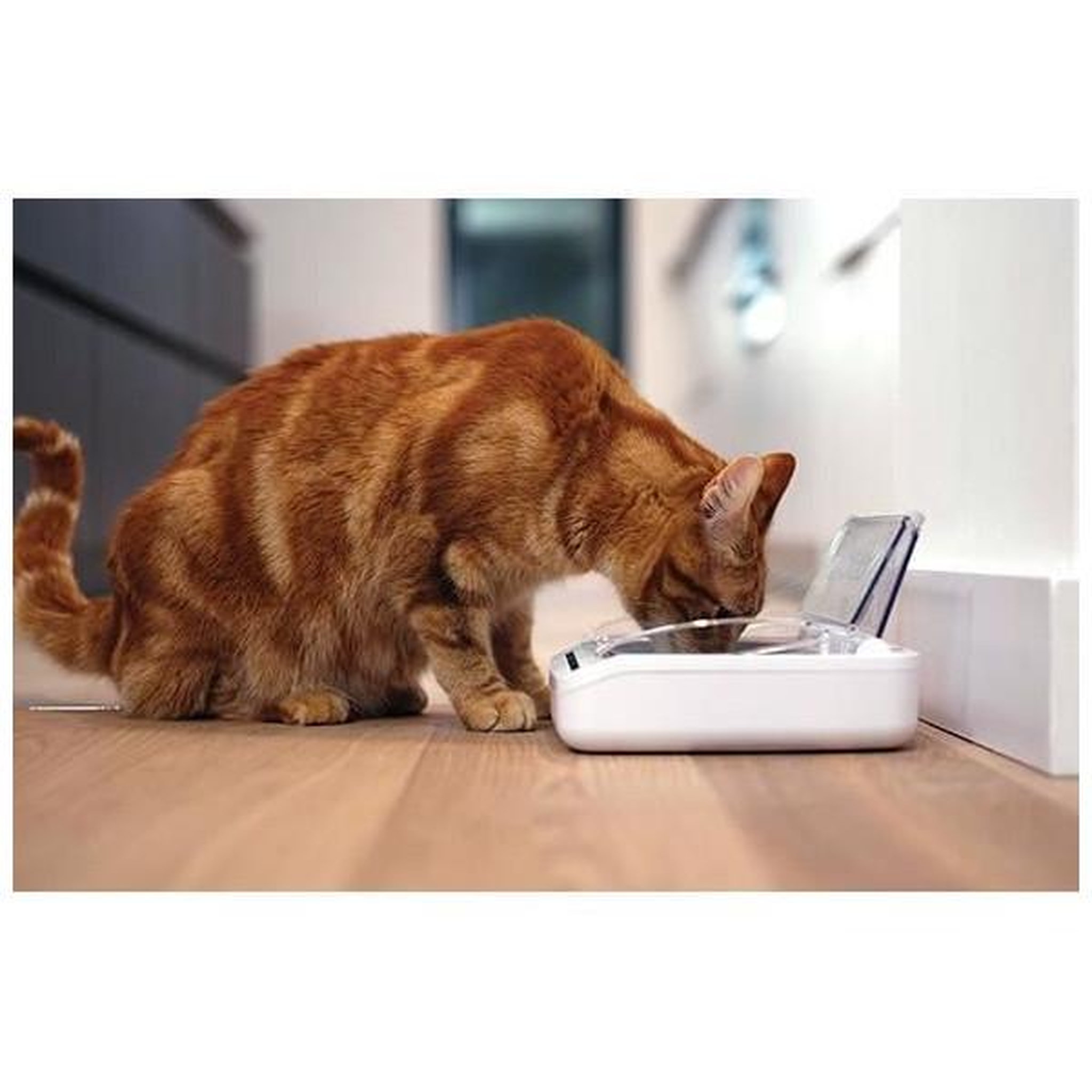Voir la diapositive 3 : Pet Safe Surefeed distributeur de nourriture automatique pour chat anti-odeur - blanc (livré avec un bol simple)