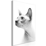 Paris Prix Tableau Imprimé  Hairless Cat. Coloris disponibles : Multicolore