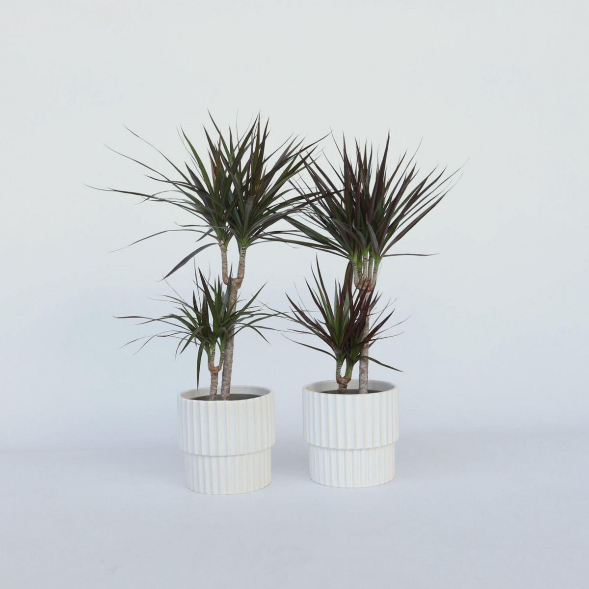 PLANT IN A BOX Dragonnier - Set de 4 - Dracaena marginata - Hauteur 70-80cm - ⌀17cm