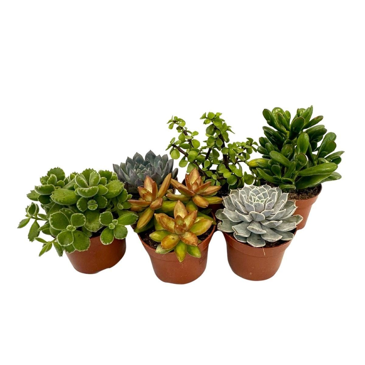 PLANT IN A BOX Mélange de succulentes - Set de 6 - Succulent Mix - H15-20cm - ⌀10,5cm