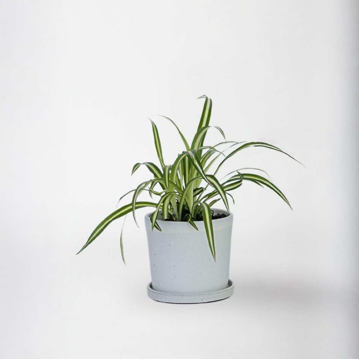 PLANT IN A BOX Plante araignée - Chlorophytum comosum 'Atlantic' - Hauteur 25-40cm - ⌀12cm