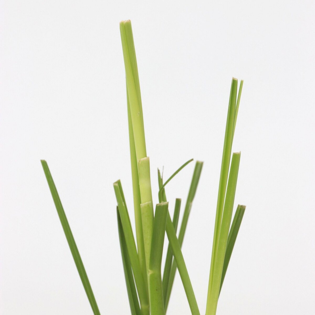PLANT IN A BOX Herbe de la Pampa - Set de 6 - Cortaderia selloana - Hauteur 25-40cm - ⌀9cm