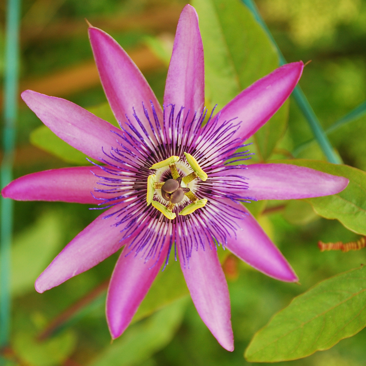PLANT IN A BOX Passiflore - Set de 6 - Passiflora hybridum - Hauteur 25-40cm - ⌀9cm