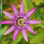 Voir la diapositive 3 : PLANT IN A BOX Passiflore - Set de 6 - Passiflora hybridum - Hauteur 25-40cm - ⌀9cm
