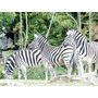 Voir la diapositive 3 : Smartbox Journée au Parc Zoologique d'Amnéville pour 2 adultes - Coffret Cadeau Sport & Aventure
