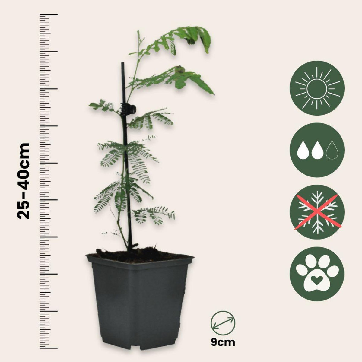 PLANT IN A BOX Fleur de mimosa - Set de 6 - Mimosa dealbata - Hauteur 25-40cm - ⌀9cm