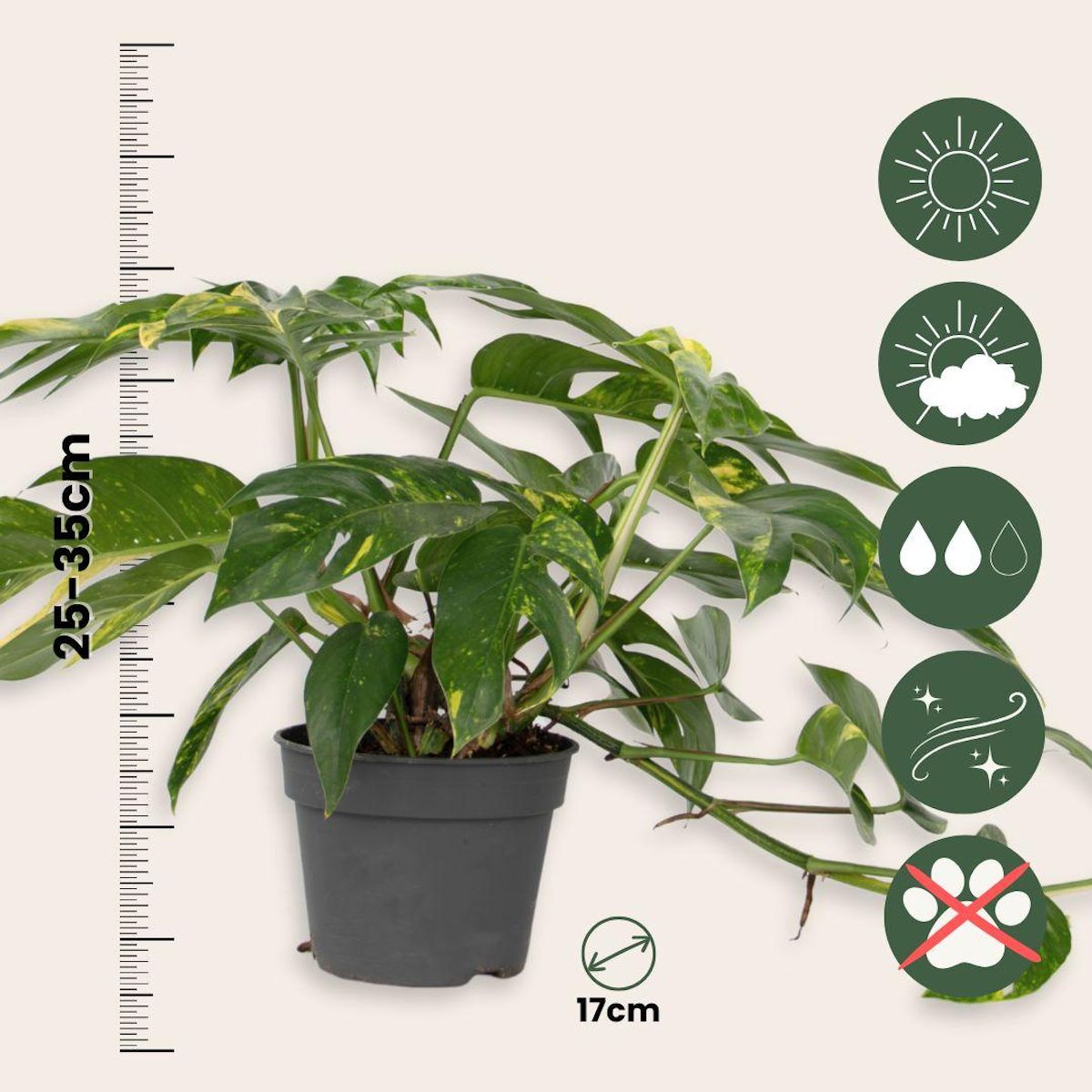 PLANT IN A BOX Epipremnum 'Goldfinger' - Epipremnum pinnatum Pothos - Hauteur 25-35cm - ø17cm