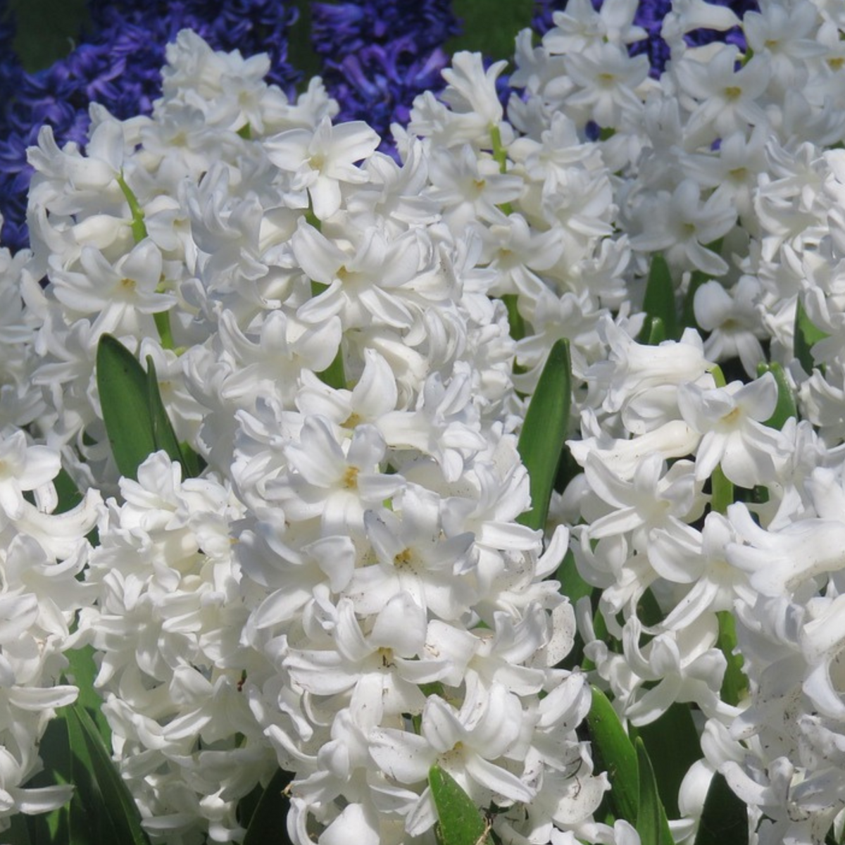 PLANT IN A BOX Jacinthe - Set de 20 - Hyacinthus 'Carnegie' - Bulbes à fleurs - Blanc