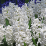 Voir la diapositive 5 : PLANT IN A BOX Jacinthe - Set de 20 - Hyacinthus 'Carnegie' - Bulbes à fleurs - Blanc