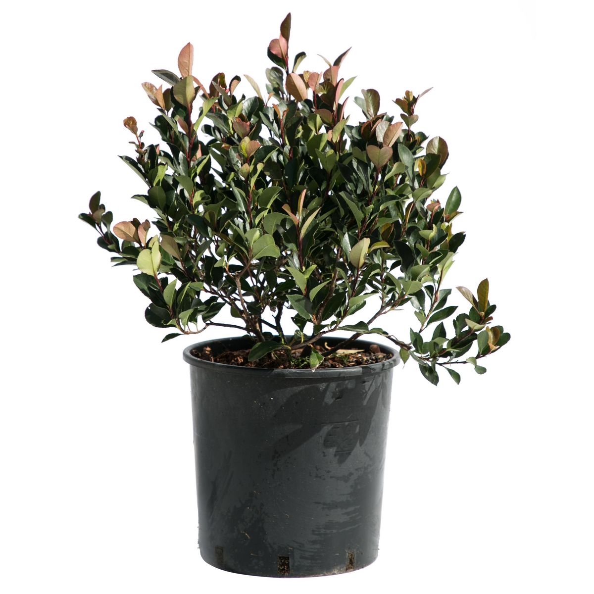Photinia Fraseri Little Robin - Pot de 9L - H/20-30cm