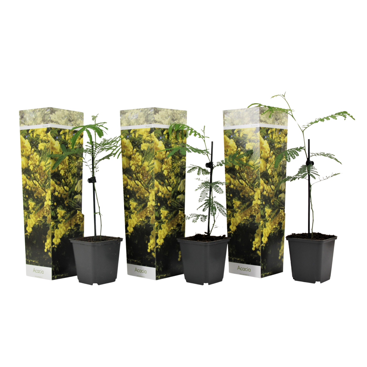 PLANT IN A BOX Fleur de mimosa - Set de 3 - Mimosa dealbata - Hauteur 25-40cm - ⌀9cm