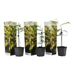 PLANT IN A BOX Fleur de mimosa - Set de 3 - Mimosa dealbata - Hauteur 25-40cm - ⌀9cm