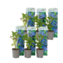 Voir la diapositive 1 : PLANT IN A BOX Hortensia - Set de 6 - Hydrangea macrophylla 'Early Blue' - H25-40cm - ⌀9cm