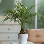 Voir la diapositive 5 : PLANT IN A BOX Palmier Dattier nain - Phoenix roebelenii - Hauteur 80-90cm - ⌀21cm