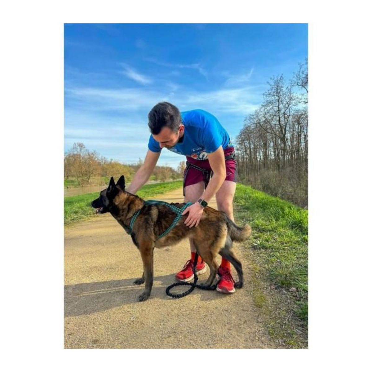 Harnais de traction pour chien - OLYMPIA - S - Type X-back - Bleu