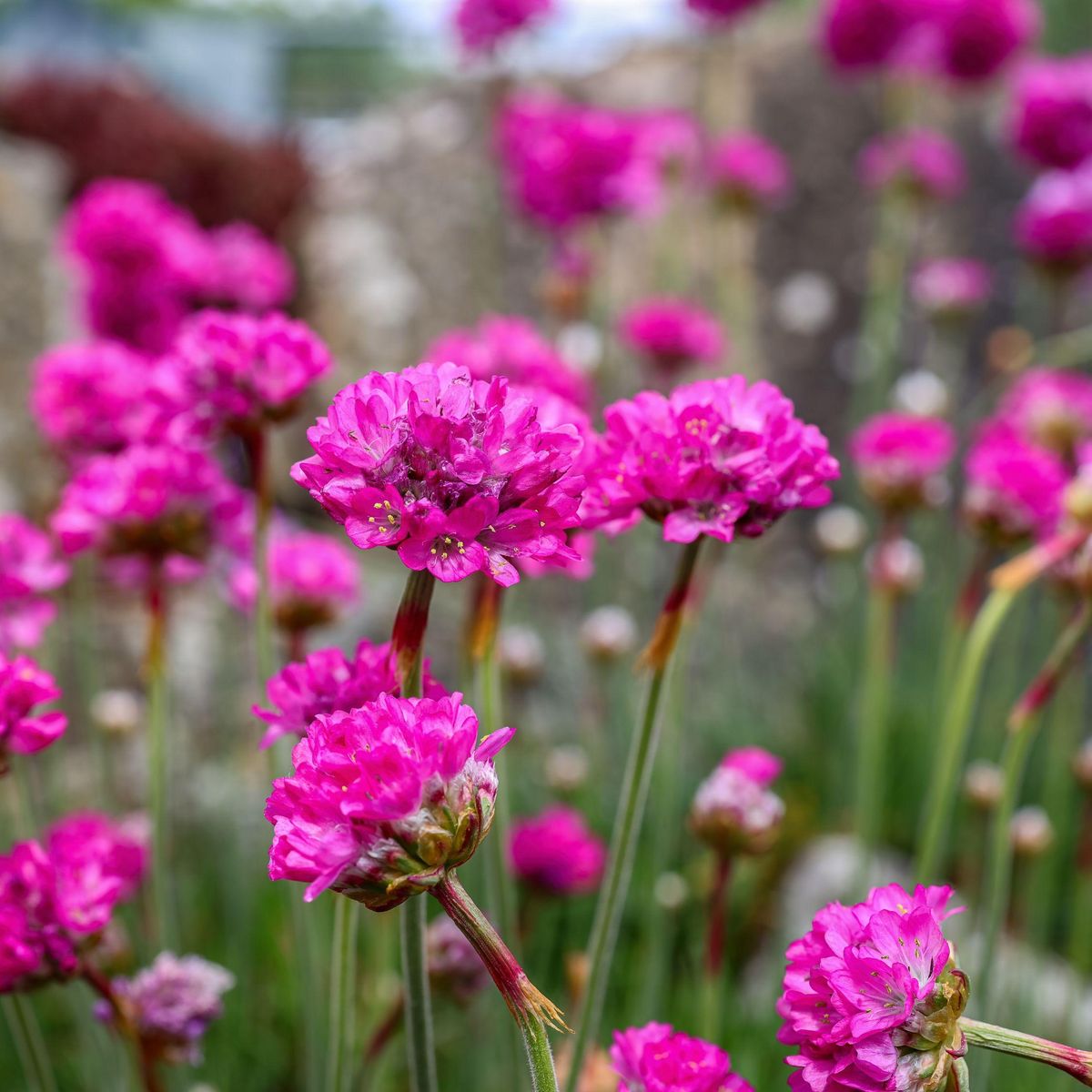 PLANT IN A BOX Oeillet des sables - Set de 3 - Armeria maritima 'Deep Rose' - H20-30cm - ⌀12cm