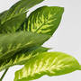 Voir la diapositive 3 : PLANT IN A BOX Cannes des muets - Dieffenbachia 'Tropic' - Hauteur 70-80cm - ⌀24cm
