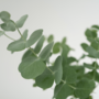 Voir la diapositive 3 : PLANT IN A BOX Gommier - Set de 2 - Eucalyptus 'Pulverulenta' - Hauteur 25-40cm - ⌀13cm