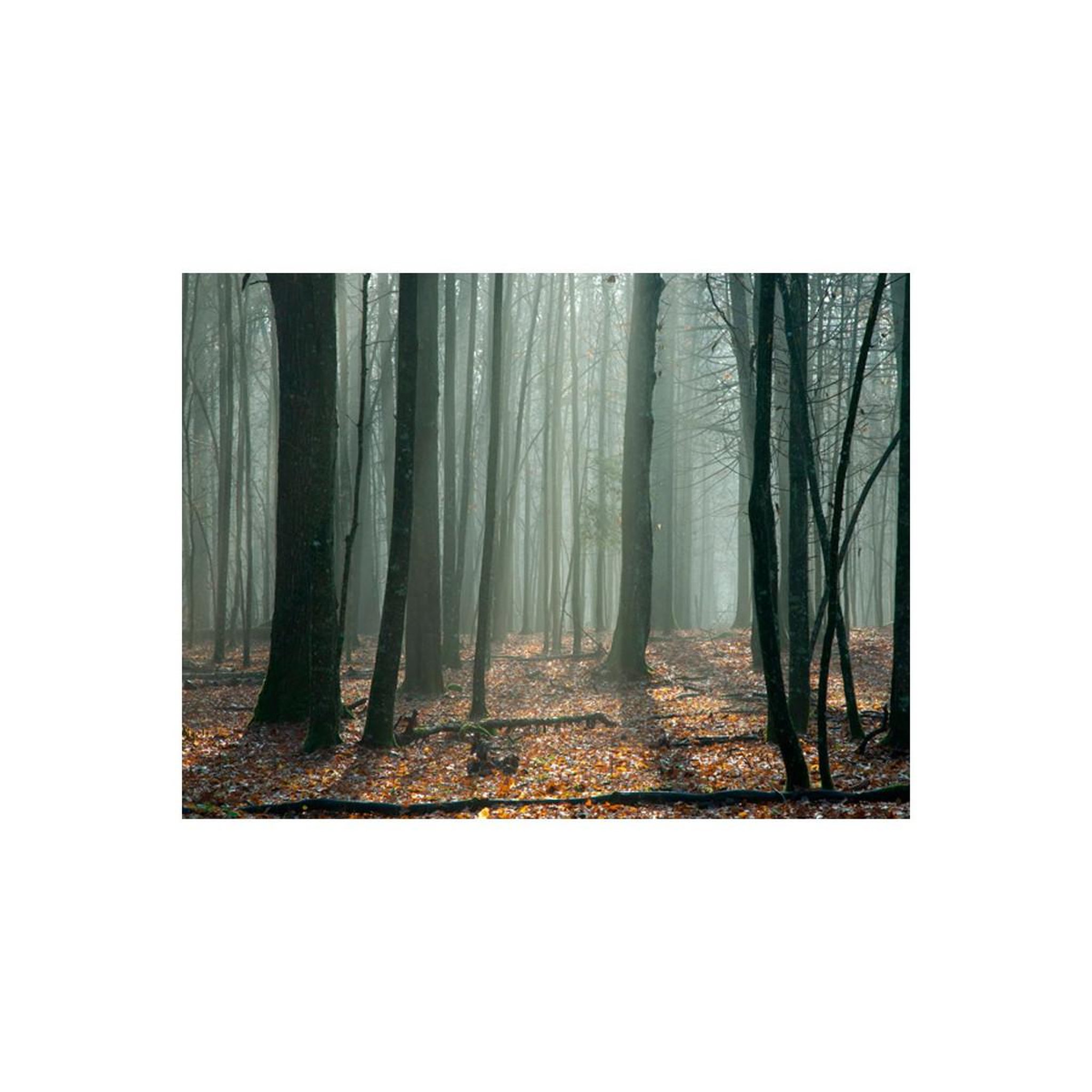 Voir la diapositive 2 : Paris Prix Papier Peint  Witches' Forest