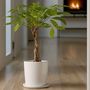 Voir la diapositive 4 : PLANT IN A BOX Arbre à argent - Set de 2 - Pachira aquatica - Hauteur 60-70cm - ⌀17cm