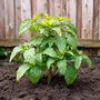 Voir la diapositive 5 : PLANT IN A BOX Tomatillo - Set de 6 - Solanum Muricatum 'Pepino gold' - Hauteur 25-40cm - ⌀9cm