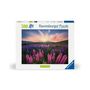 Voir la diapositive 2 : RAVENSBURGER Ravensburger-Puzzle 500 pieces-Les lupins (Nature edition)-Des 12 ans - Puzzle de qualité supérieure-12000688
